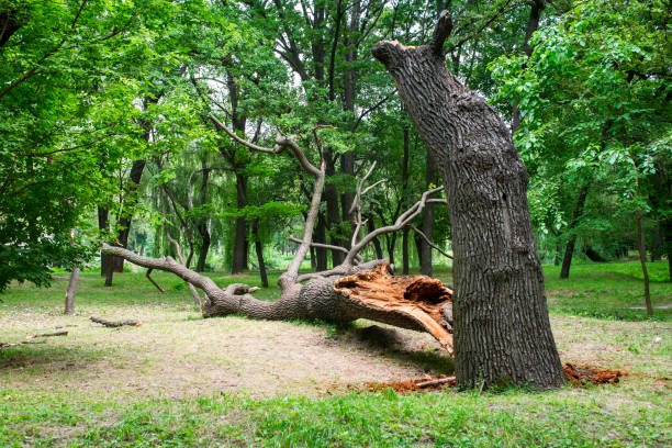 Best Residential Tree Removal  in Landis, NC