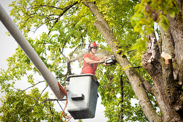 Professional Tree Removal Services in Landis, NC