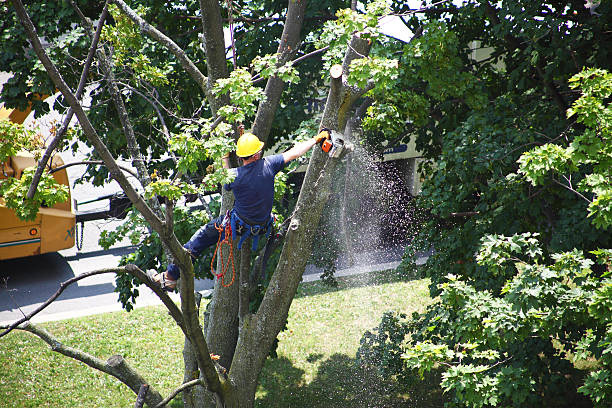 How Our Tree Care Process Works  in  Landis, NC